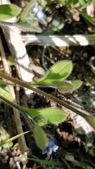 Myosotis ramosissima