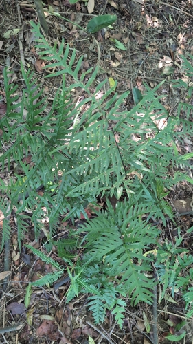 Pteris semipinnata observed 2026-09-29
