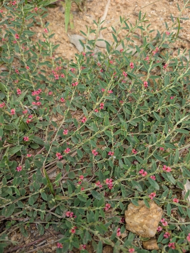 Indigofera linifolia observed 2026-09-20