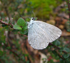 Candalides heathi heathi