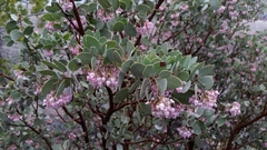Arctostaphylos viscida mariposa