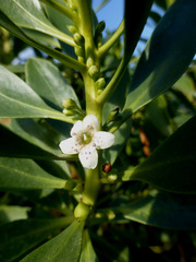 Myoporum aff insulare × laetum