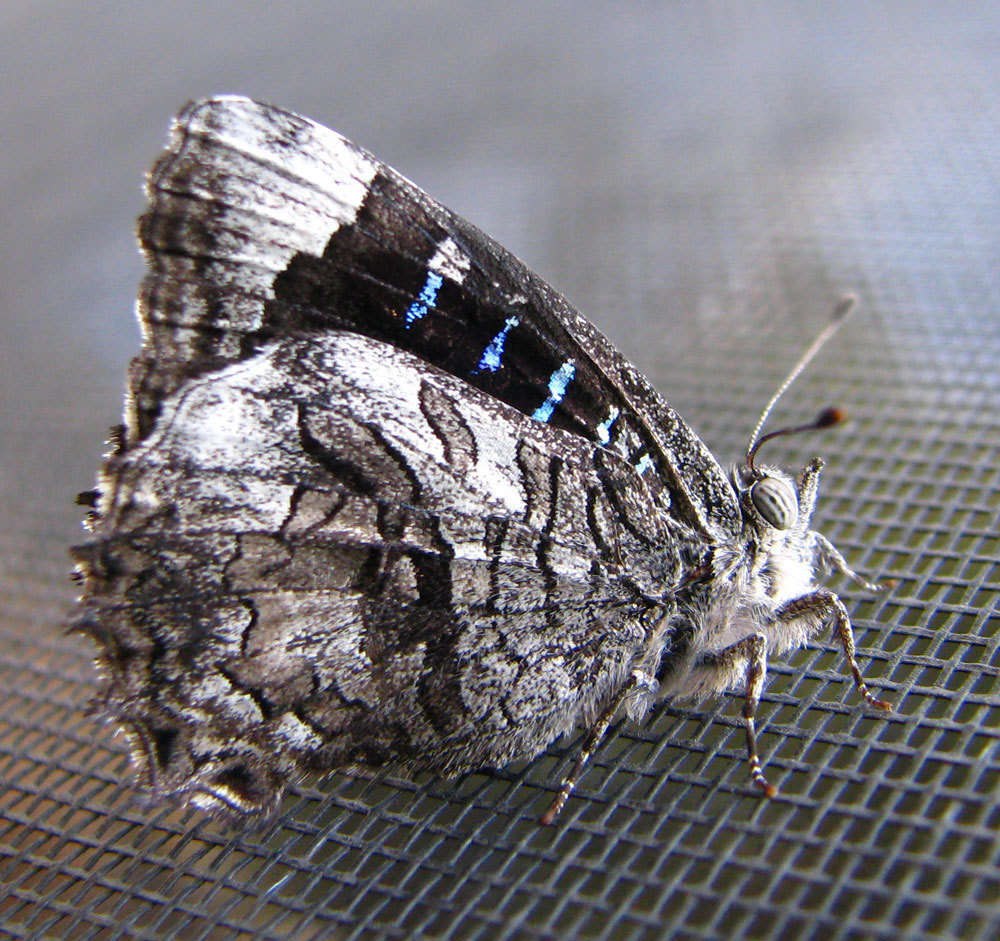 Broad-margined Azure