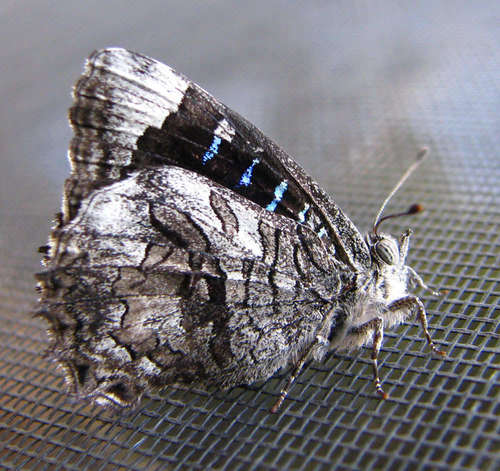 Broad-margined Azure