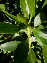 Myoporum aff insulare × laetum
