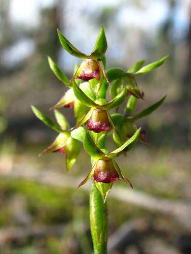 Image of Genoplesium ciliatum by (c) Cathy Powers, some rights reserved (CC BY)