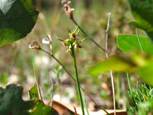 Image of Genoplesium ciliatum by (c) Cathy Powers, some rights reserved (CC BY)