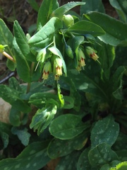 Cerinthe glabra