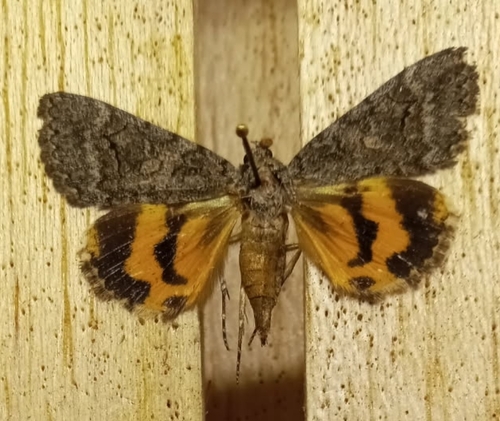 Catocala chelidonia photo 4