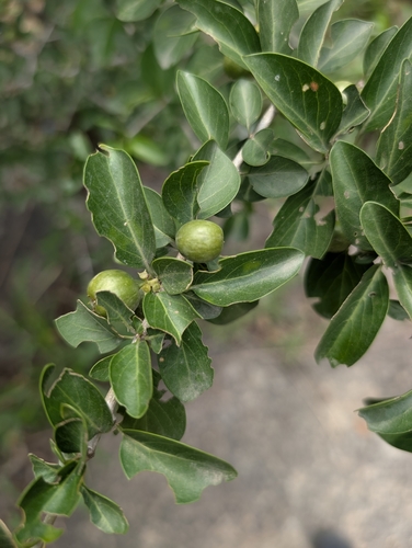 Canthium coromandelicum observed 2026-09-20
