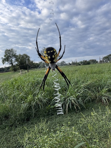 Yellow Garden Spider