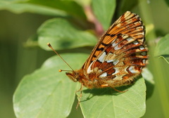 Boloria aquilonaris