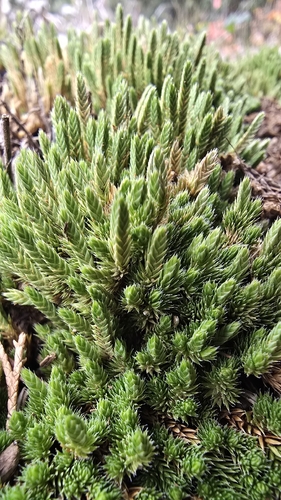 Rocky Mountain Spikemoss