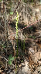 Piptatheropsis pungens