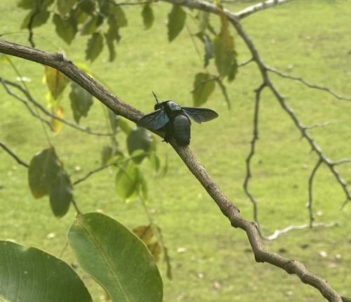 Broad-handed Carpenter Bee