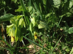 Cerinthe glabra