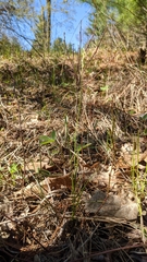 Piptatheropsis pungens