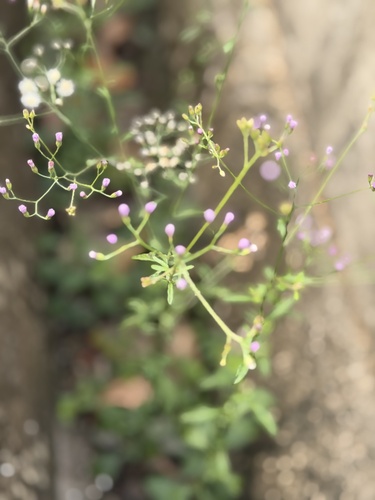 little ironweed