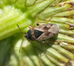 Trapezonotus ullrichi