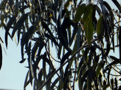Eucalyptus globulus bicostata