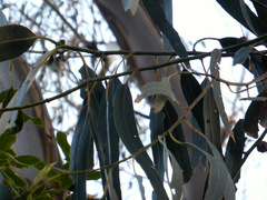 Eucalyptus globulus bicostata