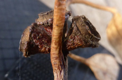 Eucalyptus globulus bicostata