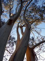 Eucalyptus globulus bicostata
