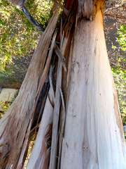 Eucalyptus globulus bicostata
