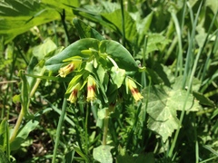 Cerinthe glabra
