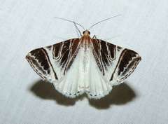 Phrataria replicataria