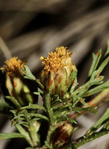 Fetid marigold