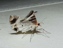 Phrataria replicataria