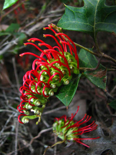 Image of Grevillea steiglitziana by (c) Cathy Powers, some rights reserved (CC BY)
