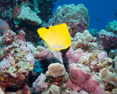 Forcipiger longirostris