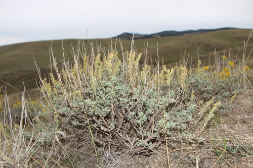 Black Sagebrush