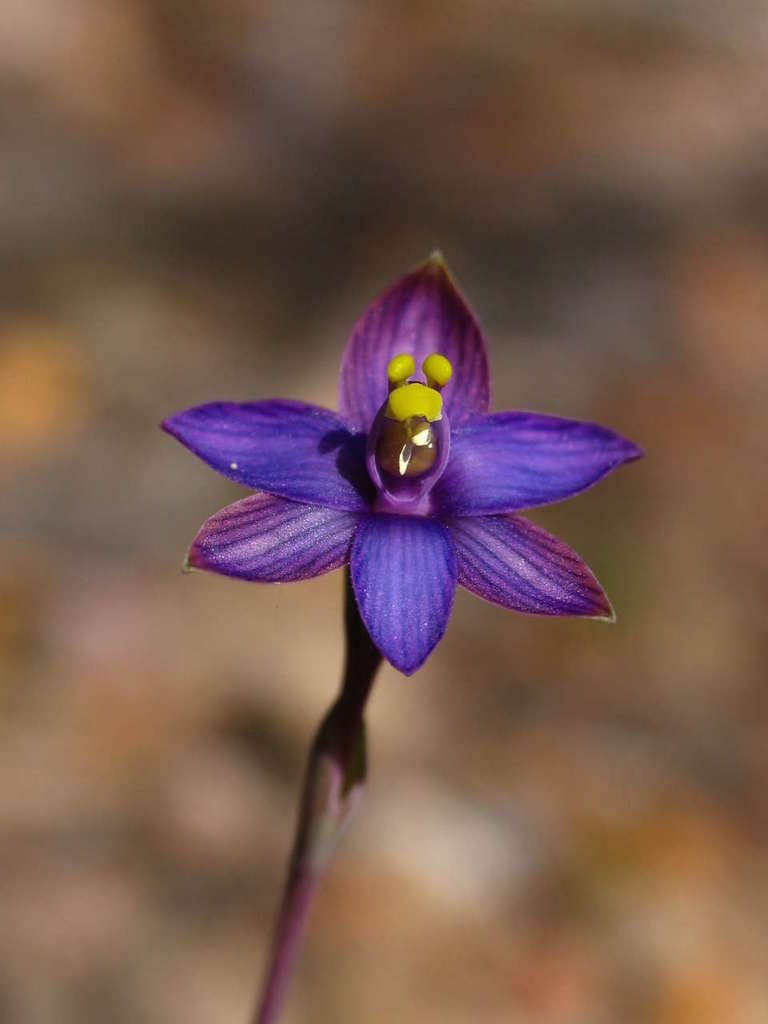 Matthews's Spiral Sun Orchid
