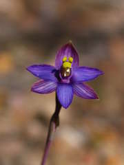Thelymitra matthewsii