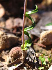 Thelymitra matthewsii