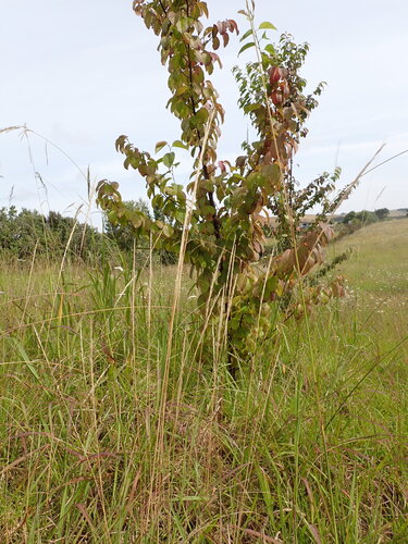 Dichelachne rara observed 2026-01-06
