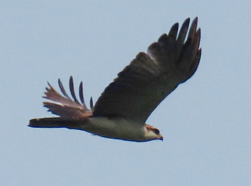 Rufous-bellied Eagle (Eastern)