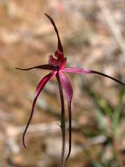 Caladenia clavescens