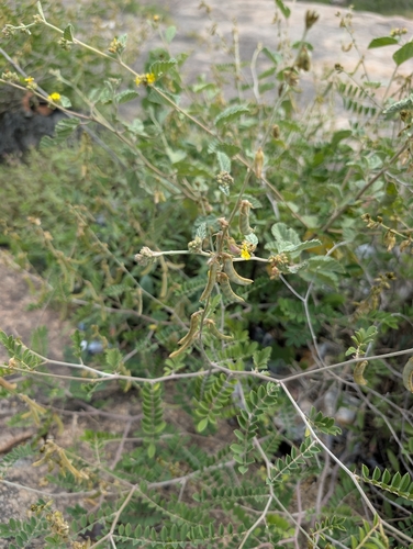 Tephrosia villosa observed 2026-09-06