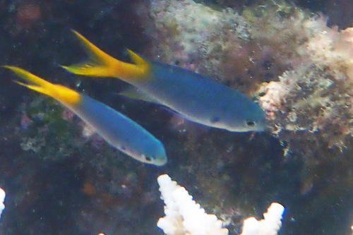 Neopomacentrus azysron observed 2026-09-09