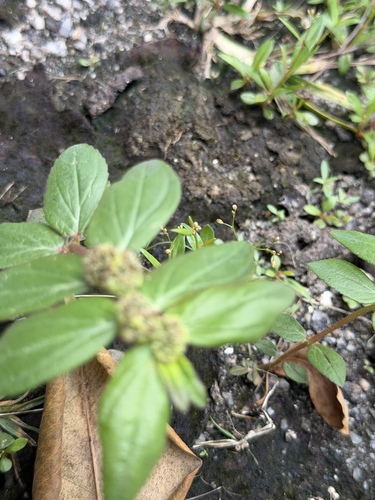 Asthma Plant