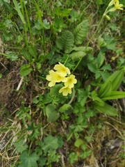 Primula elatior