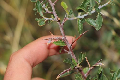 Fendler's ceanothus