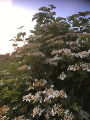 Viburnum opulus