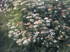 Viburnum opulus