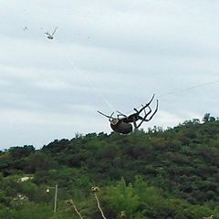Araneus ventricosus