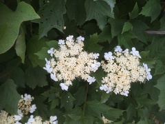 Viburnum opulus